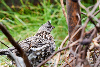 Wildlife Yellowstone<br>NIKON D4, 500 mm, 12800 ISO,  1/500 sec,  f : 9 